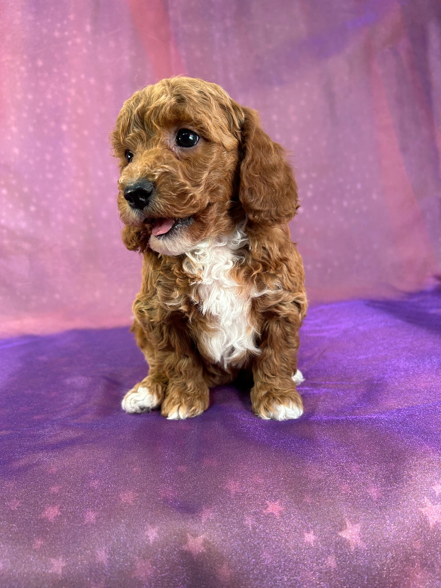 Female Bichon Poodle Puppy for Sale DOB 11-17-2025 $950